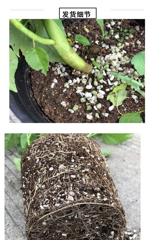 芙蓉葵的功效和作用？芙蓉葵的功效和作用图片？-第5张图片-优品飞百科