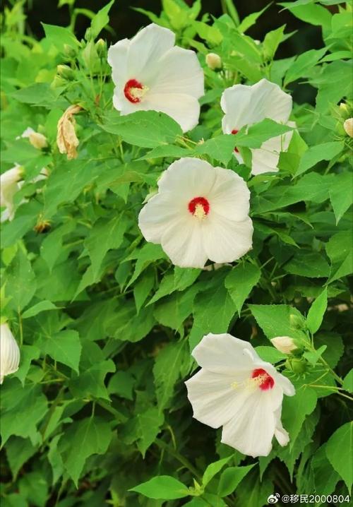 芙蓉葵的功效和作用？芙蓉葵的功效和作用图片？-第6张图片-优品飞百科