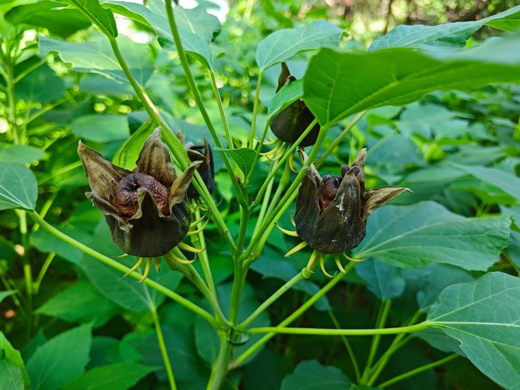 芙蓉葵的功效和作用？芙蓉葵的功效和作用图片？-第7张图片-优品飞百科