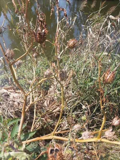 芙蓉葵的功效和作用？芙蓉葵的功效和作用图片？-第8张图片-优品飞百科