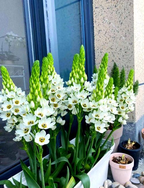 虎眼万年青的摆放风水禁忌，虎眼万年青放在家里哪个位置-第1张图片-优品飞百科