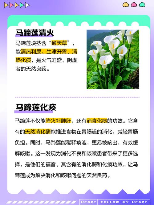 马蹄莲的功效与作用？马蹄莲的功效与作用有哪些？