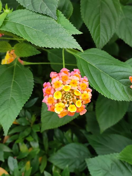 马蹄莲的功效与作用？马蹄莲的功效与作用有哪些？-第3张图片-优品飞百科