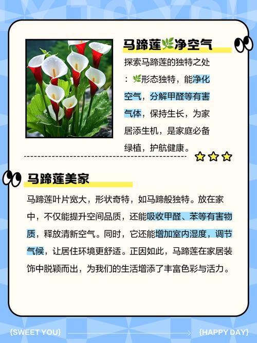 马蹄莲的功效与作用？马蹄莲的功效与作用有哪些？-第5张图片-优品飞百科