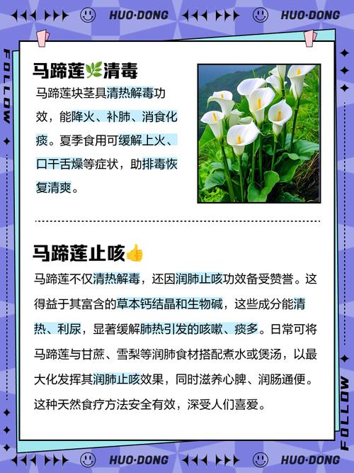 马蹄莲的功效与作用？马蹄莲的功效与作用有哪些？-第8张图片-优品飞百科
