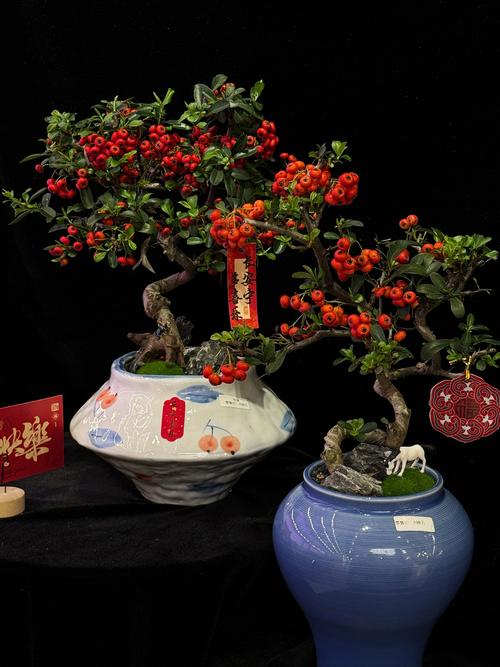 富贵籽的花语和寓意，送人有什么禁忌，富贵籽有什么风水意义吗-第2张图片-优品飞百科