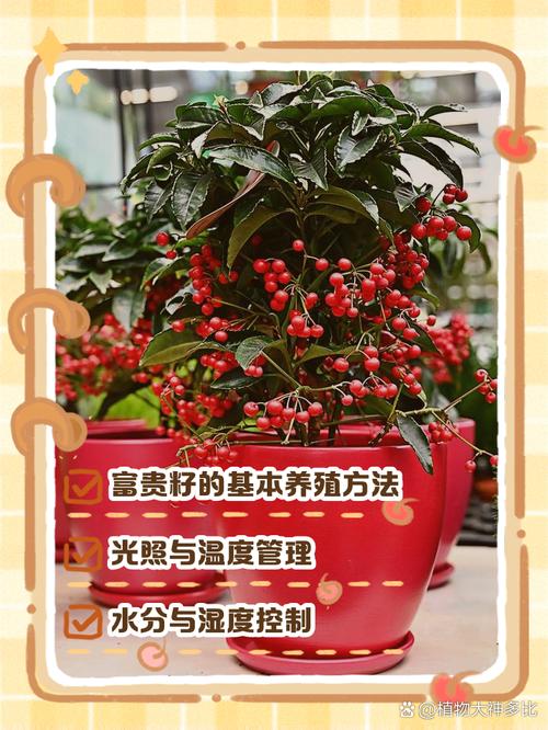 富贵籽的花语和寓意，送人有什么禁忌，富贵籽有什么风水意义吗-第3张图片-优品飞百科