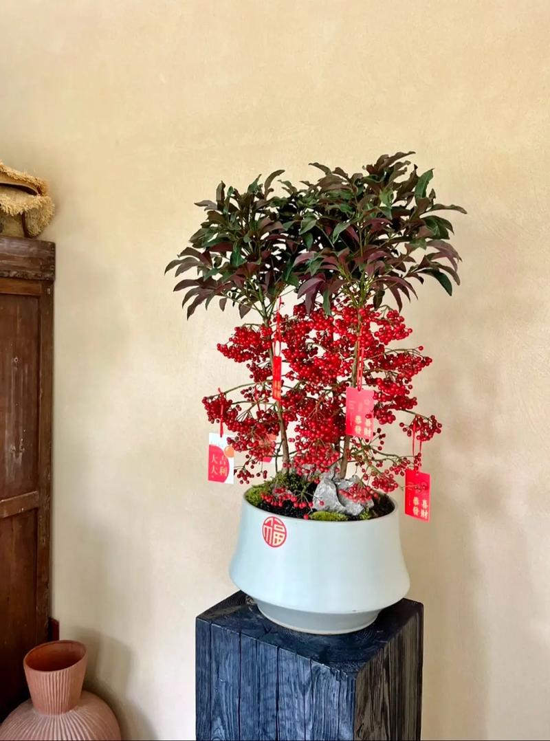 富贵籽的花语和寓意，送人有什么禁忌，富贵籽有什么风水意义吗-第4张图片-优品飞百科