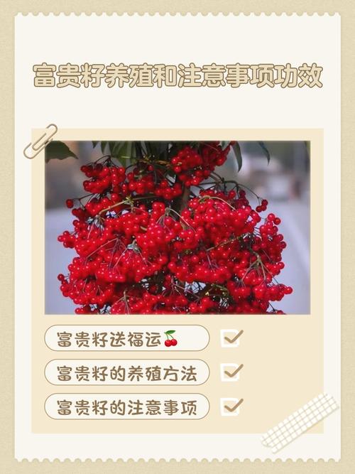 富贵籽的花语和寓意，送人有什么禁忌，富贵籽有什么风水意义吗-第5张图片-优品飞百科