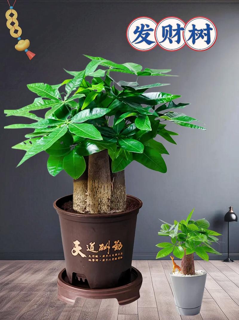 小发财树能养大吗，小发财树图片？小发财树苗怎么养？-第1张图片-优品飞百科