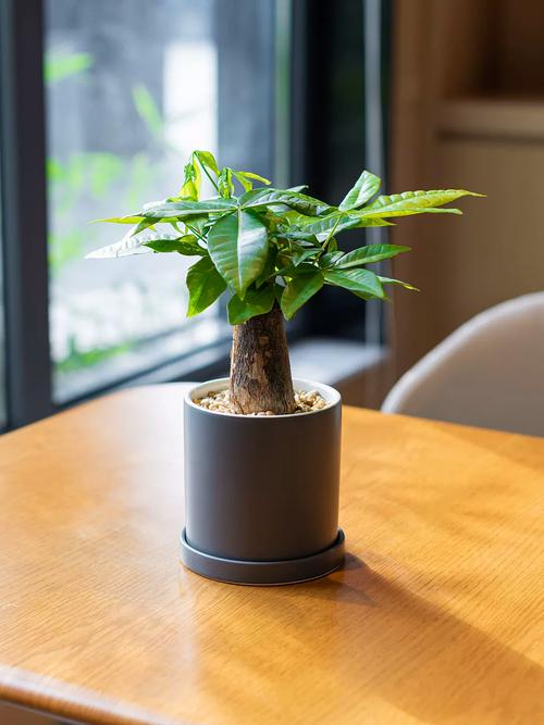 小发财树能养大吗，小发财树图片？小发财树苗怎么养？-第2张图片-优品飞百科