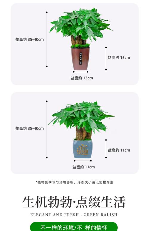 小发财树能养大吗，小发财树图片？小发财树苗怎么养？-第3张图片-优品飞百科