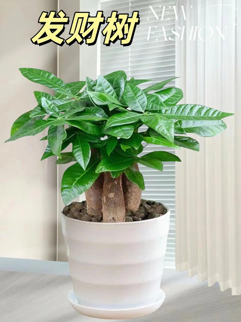 小发财树能养大吗，小发财树图片？小发财树苗怎么养？-第5张图片-优品飞百科