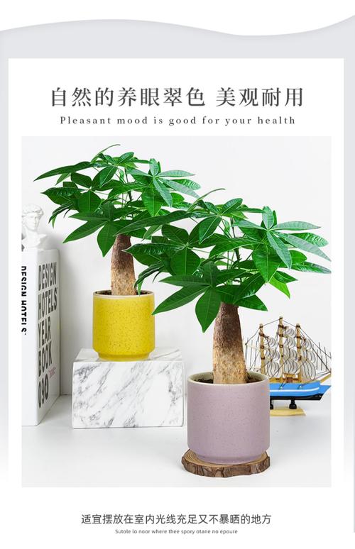 小发财树能养大吗，小发财树图片？小发财树苗怎么养？-第6张图片-优品飞百科