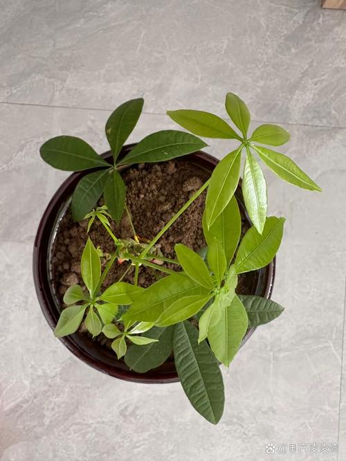 小发财树能养大吗，小发财树图片？小发财树苗怎么养？-第7张图片-优品飞百科