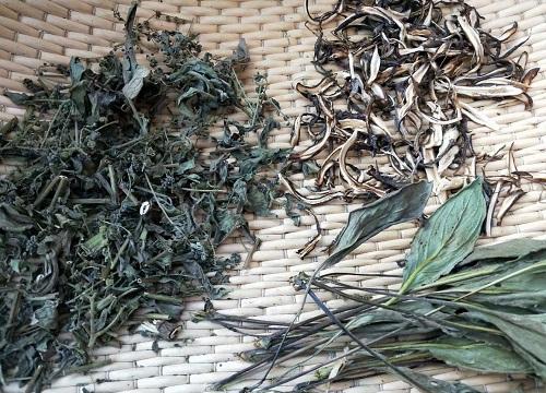 蓝布裙的养殖方法，蓝布裙的功效与作用？-第1张图片-优品飞百科