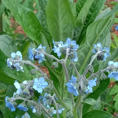 蓝布裙的养殖方法，蓝布裙的功效与作用？-第2张图片-优品飞百科