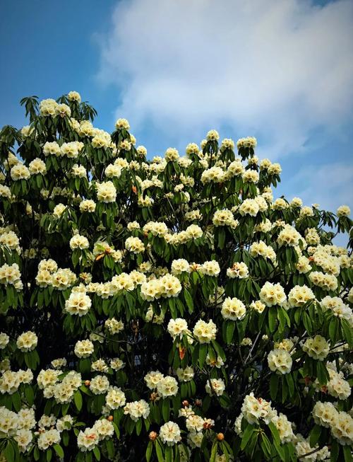 曲靖适合养什么花，市花和市树是什么，曲靖有花市吗？-第1张图片-优品飞百科