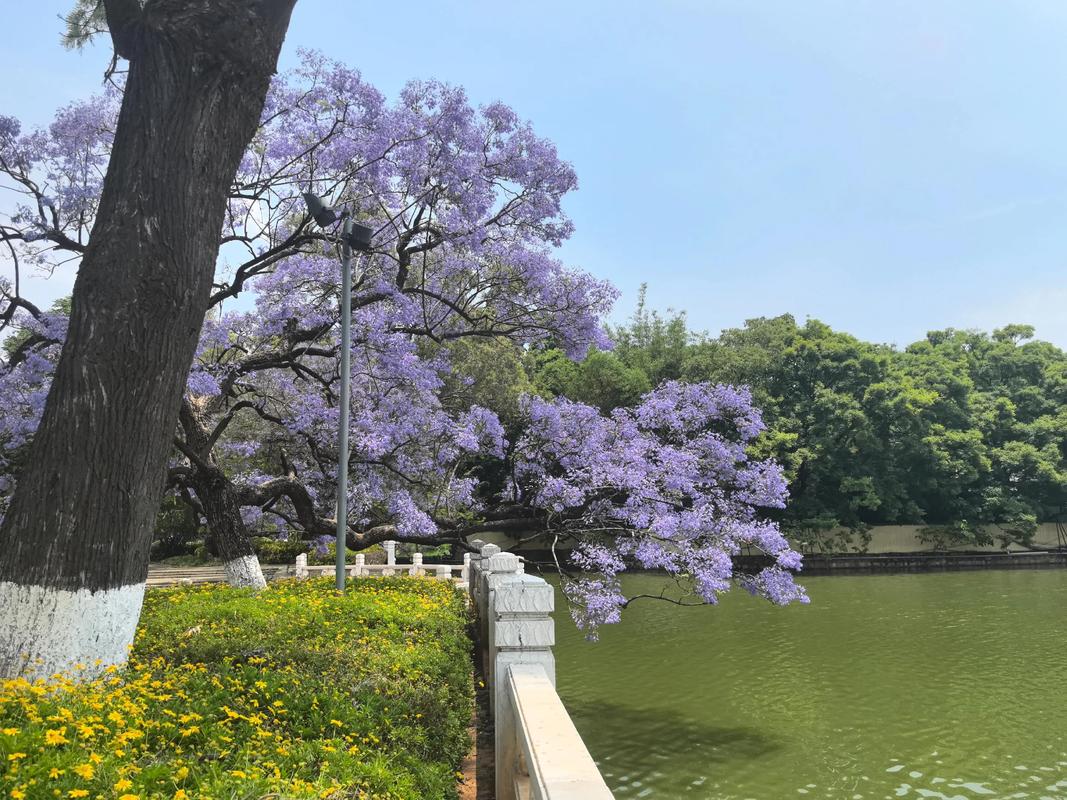 曲靖适合养什么花，市花和市树是什么，曲靖有花市吗？-第3张图片-优品飞百科
