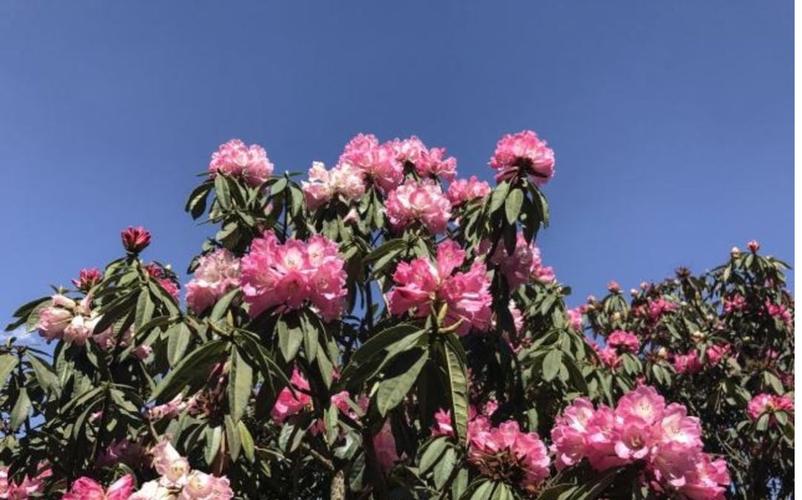 曲靖适合养什么花，市花和市树是什么，曲靖有花市吗？-第4张图片-优品飞百科