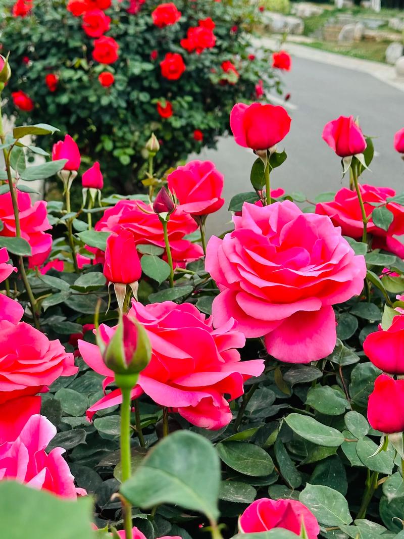 曲靖适合养什么花，市花和市树是什么，曲靖有花市吗？-第5张图片-优品飞百科