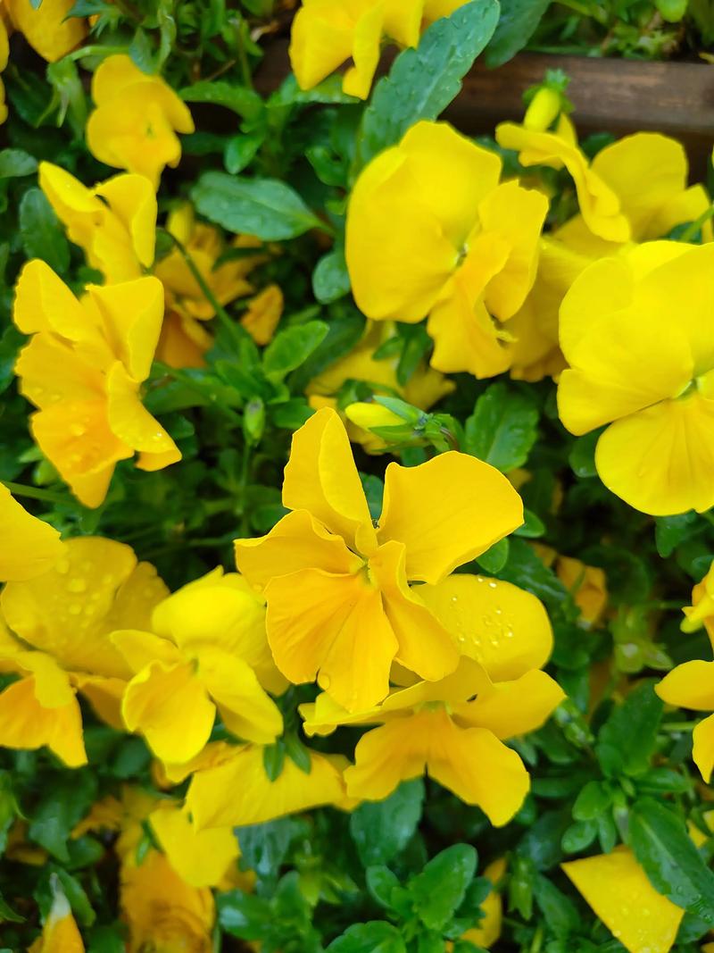 曲靖适合养什么花，市花和市树是什么，曲靖有花市吗？-第6张图片-优品飞百科