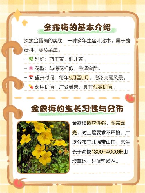 金露梅的功效与作用？金露梅的栽培技术和种植方法？