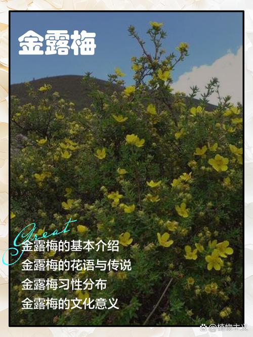 金露梅的功效与作用?金露梅的栽培技术和种植方法?-第2张图片-优品飞百科 金露梅的功效与作用?金露梅的栽培技术和种植方法?-第2张图片-优品飞百科