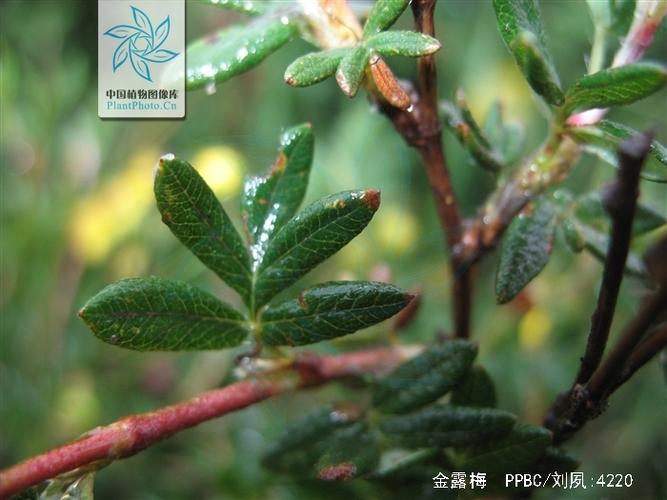 金露梅的功效与作用?金露梅的栽培技术和种植方法?-第4张图片-优品飞百科 金露梅的功效与作用?金露梅的栽培技术和种植方法?-第4张图片-优品飞百科