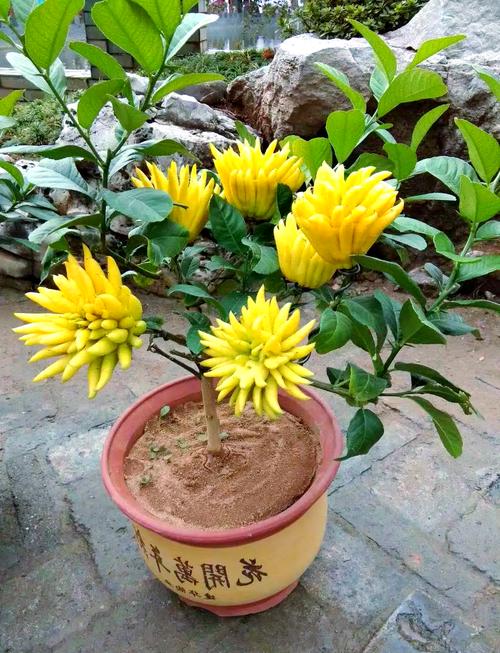 10大吉利花？前十吉利花？-第1张图片-优品飞百科