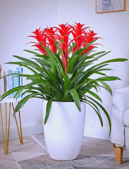 10大吉利花？前十吉利花？-第2张图片-优品飞百科