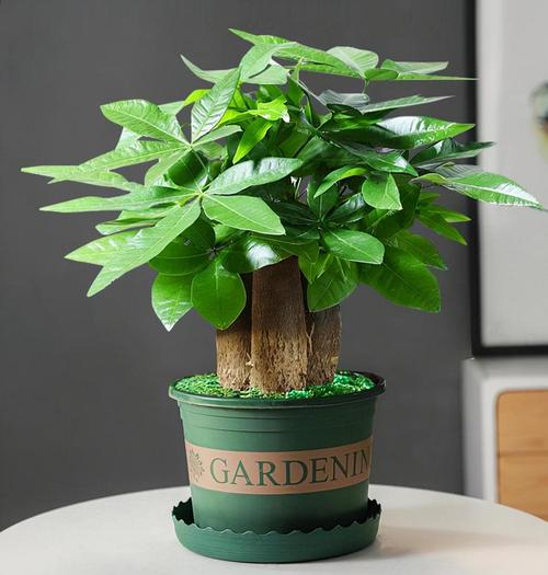 10大吉利花？前十吉利花？-第3张图片-优品飞百科