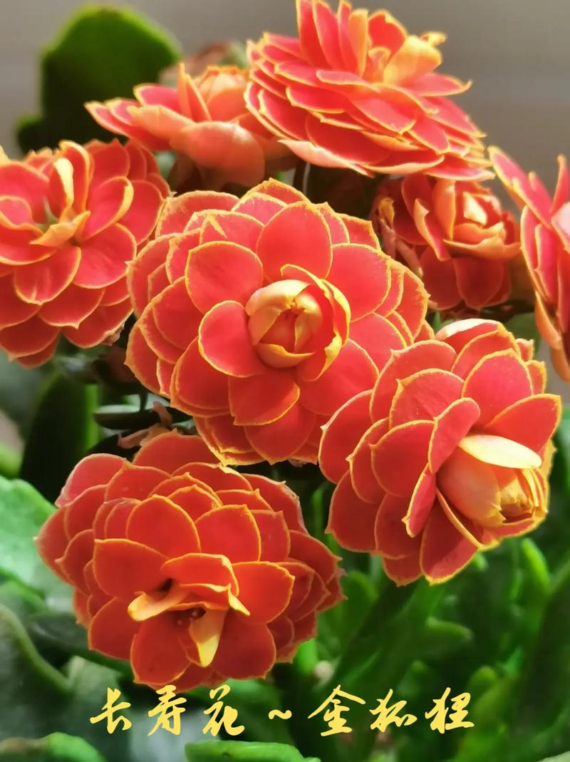 10大吉利花？前十吉利花？-第5张图片-优品飞百科
