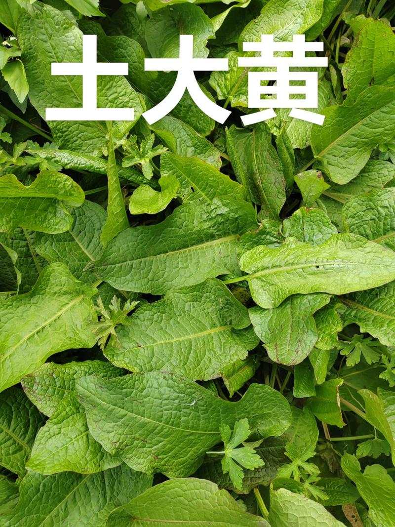 土大黄的养殖方法?土大黄的养殖方法有哪些?-第1张图片-优品飞百科 土大黄的养殖方法?土大黄的养殖方法有哪些?-第1张图片-优品飞百科