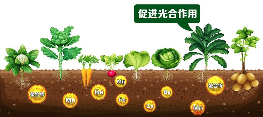 土大黄的养殖方法?土大黄的养殖方法有哪些?-第2张图片-优品飞百科 土大黄的养殖方法?土大黄的养殖方法有哪些?-第2张图片-优品飞百科