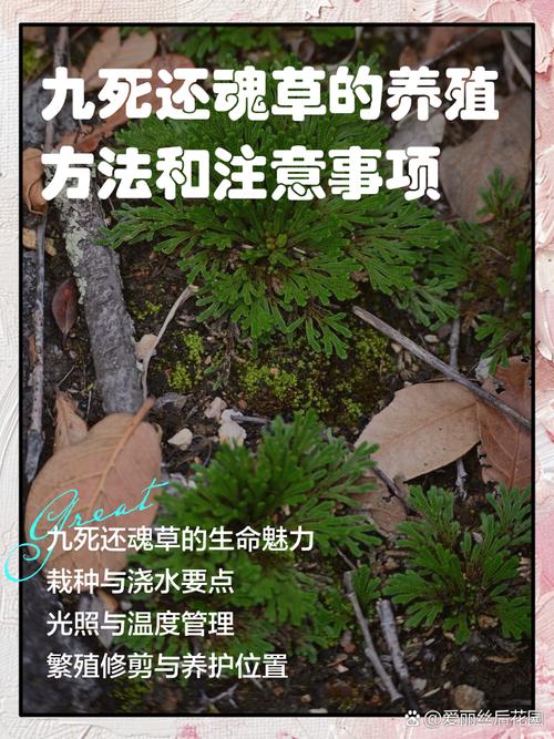 土大黄的养殖方法?土大黄的养殖方法有哪些?-第3张图片-优品飞百科 土大黄的养殖方法?土大黄的养殖方法有哪些?-第3张图片-优品飞百科