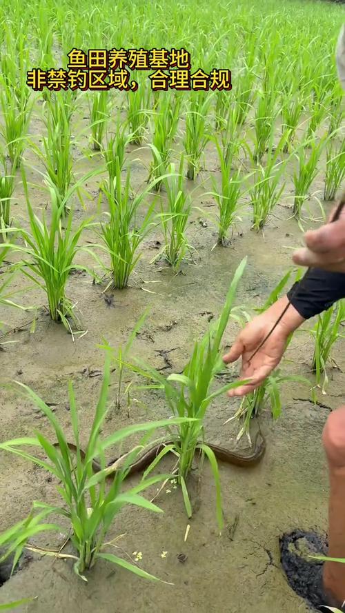 土大黄的养殖方法?土大黄的养殖方法有哪些?-第4张图片-优品飞百科 土大黄的养殖方法?土大黄的养殖方法有哪些?-第4张图片-优品飞百科