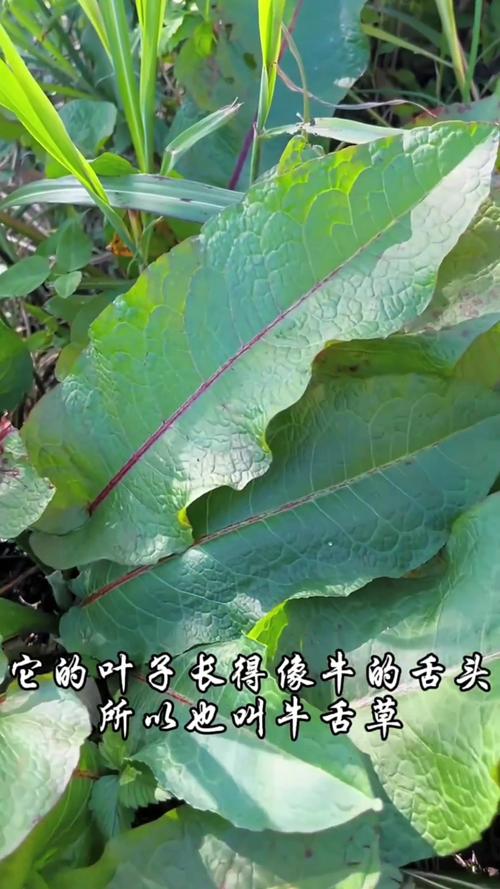 土大黄的养殖方法?土大黄的养殖方法有哪些?-第5张图片-优品飞百科 土大黄的养殖方法?土大黄的养殖方法有哪些?-第5张图片-优品飞百科