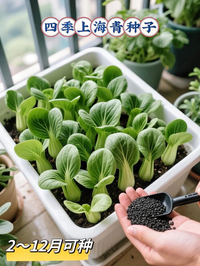 上海青适合几月种植，上海青种植方法，上海青种植时间和方法收成的菜