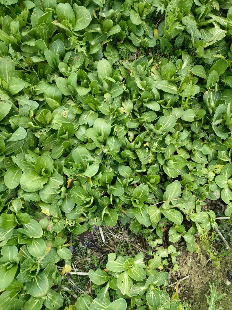 上海青适合几月种植，上海青种植方法，上海青种植时间和方法收成的菜-第2张图片-优品飞百科