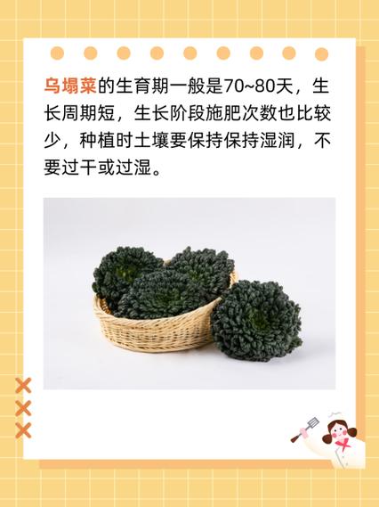 上海青适合几月种植，上海青种植方法，上海青种植时间和方法收成的菜-第3张图片-优品飞百科