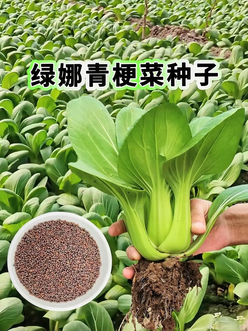 上海青适合几月种植，上海青种植方法，上海青种植时间和方法收成的菜-第4张图片-优品飞百科