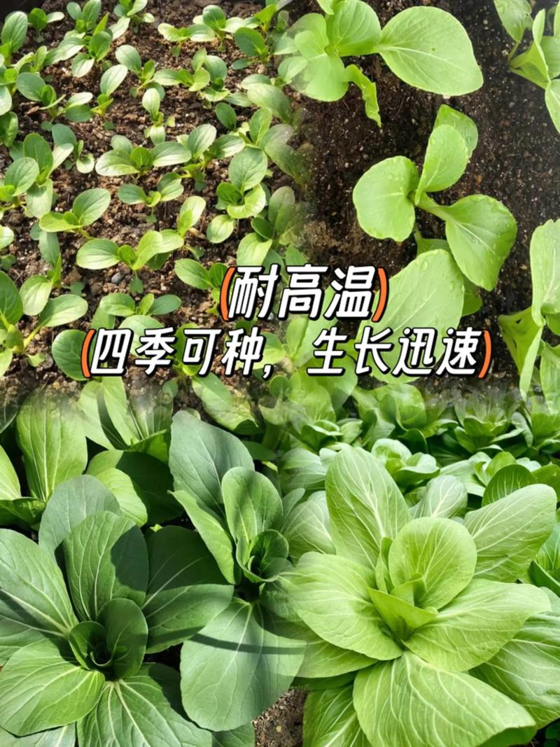 上海青适合几月种植，上海青种植方法，上海青种植时间和方法收成的菜-第5张图片-优品飞百科