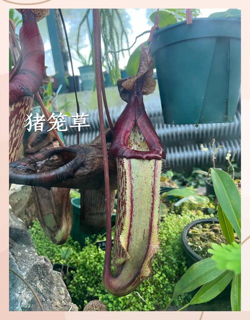 猪笼草为什么能吃虫子？猪笼草为什么能吃虫子简略回答？-第1张图片-优品飞百科