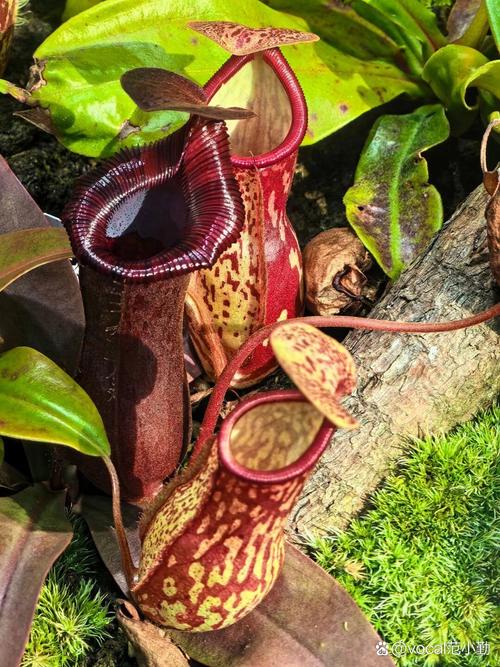 猪笼草为什么能吃虫子？猪笼草为什么能吃虫子简略回答？-第2张图片-优品飞百科