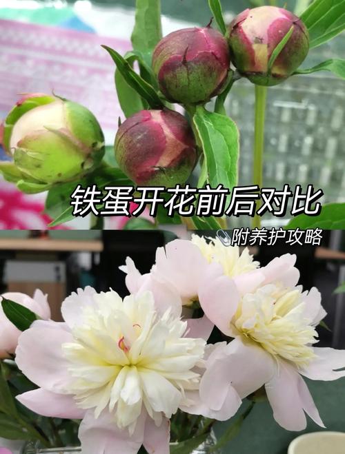 芍药花怎么养，芍药花图片？芍药花如何养？-第2张图片-优品飞百科