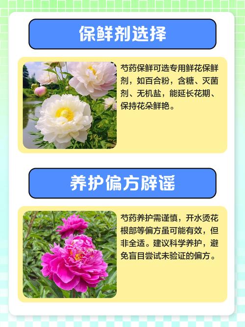 芍药花怎么养，芍药花图片？芍药花如何养？-第3张图片-优品飞百科