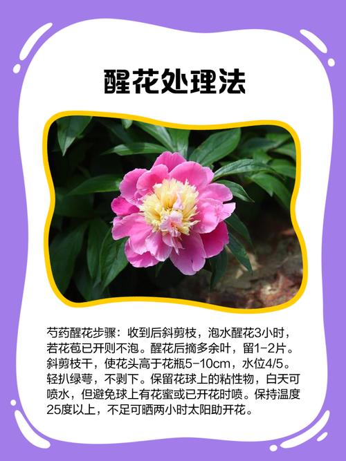 芍药花怎么养，芍药花图片？芍药花如何养？-第4张图片-优品飞百科
