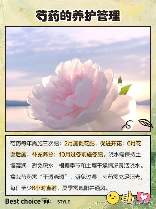 芍药花怎么养，芍药花图片？芍药花如何养？-第5张图片-优品飞百科