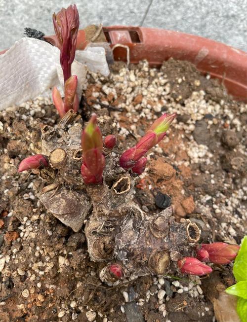 芍药花怎么养，芍药花图片？芍药花如何养？-第6张图片-优品飞百科